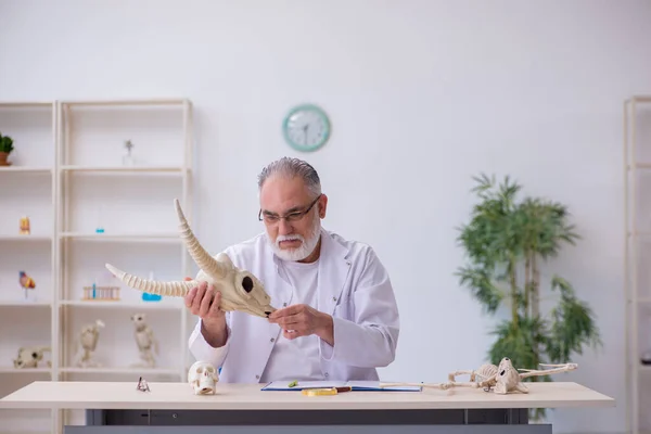 Oude mannelijke paleontoloog onderzoekt geitenkop in het lab — Stockfoto