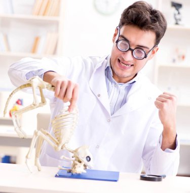 Komik çılgın öğrenci doktor hayvan iskeleti üzerinde çalışıyor.