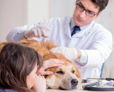 Doktor ve asistan veterinerdeki golden retriever köpeğini kontrol ediyor.