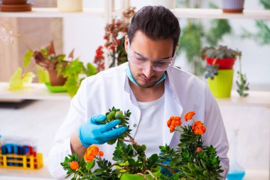 Laboratuvarda çalışan genç erkek kimyager parfümcüsü.