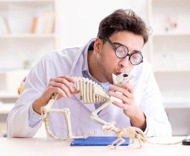 Komik çılgın öğrenci doktor hayvan iskeleti üzerinde çalışıyor.