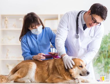 Doktor ve asistan veterinerdeki golden retriever köpeğini kontrol ediyor.
