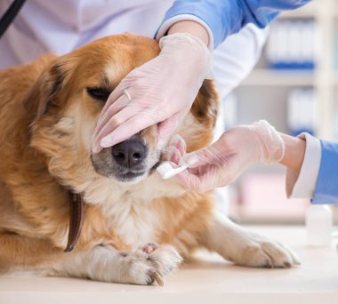 Doktor ve asistan veterinerdeki golden retriever köpeğini kontrol ediyor.
