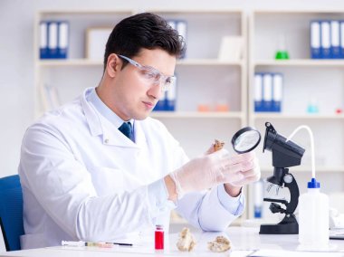 Paleontolojist soyu tükenmiş hayvan kemiklerine bakıyor