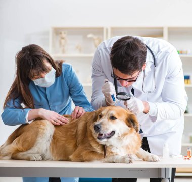 Doktor ve asistan veterinerdeki golden retriever köpeğini kontrol ediyor.