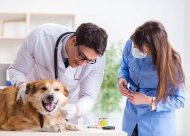 Doktor ve asistan veterinerdeki golden retriever köpeğini kontrol ediyor.
