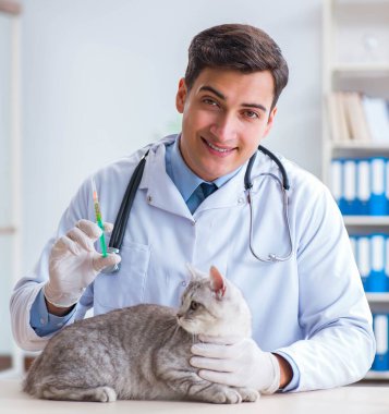 Veteriner hasta kediyi hastanede muayene ediyor.