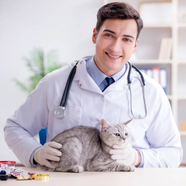 Veteriner hasta kediyi hastanede muayene ediyor.