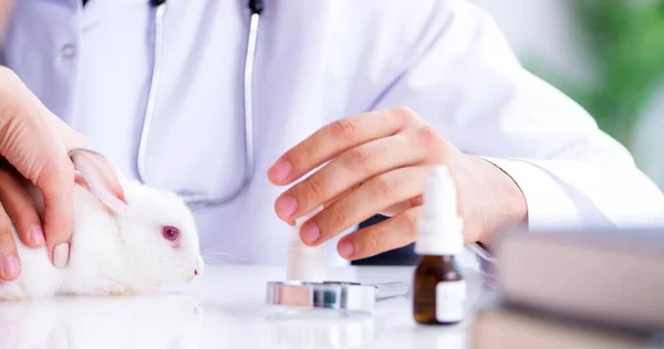 Vet doctor examining pet rabbit in clinic