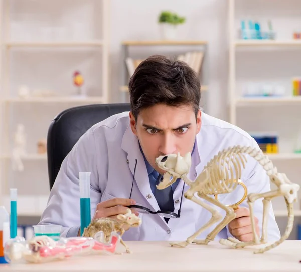 Смешной ученый со скелетом кота в лабораторной клинике — стоковое фото