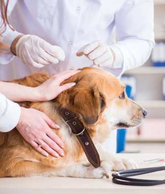 Veteriner kliniğinde Golden Retriever köpeğini muayene eden doktor.