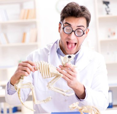 Komik çılgın öğrenci doktor hayvan iskeleti üzerinde çalışıyor.