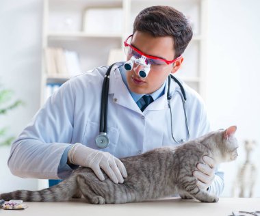 Veteriner hasta kediyi hastanede muayene ediyor.