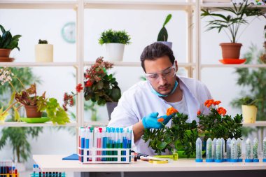 Laboratuvarda çalışan genç erkek kimyager parfümcüsü.