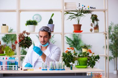 Laboratuvarda çalışan genç erkek kimyager parfümcüsü.