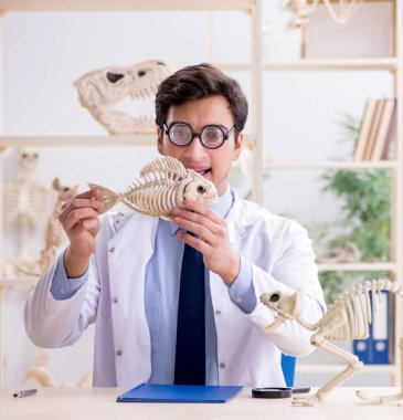 Komik çılgın profesör hayvan iskeletlerini inceliyor.