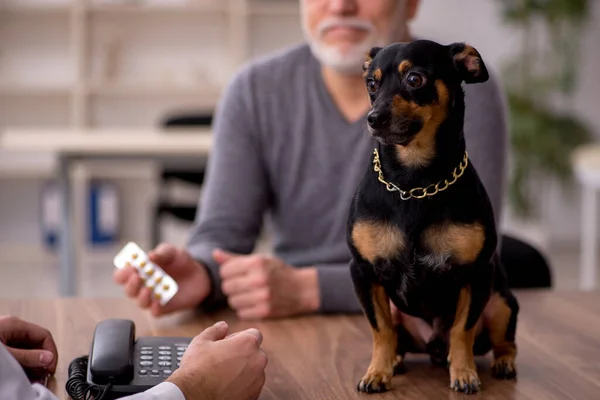 Genç doktor veteriner klinikte köpeği muayene ediyor. — Stok fotoğraf