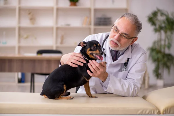 Velho médico veterinário masculino examinando cão na clínica — Fotografia de Stock