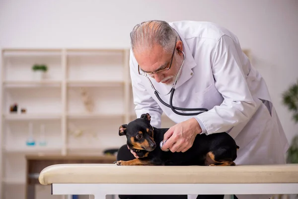 Velho médico veterinário masculino examinando cão na clínica — Fotografia de Stock