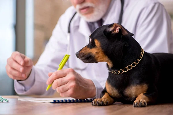 Vanha mies eläinlääkäri tutkii koiran klinikalla — kuvapankkivalokuva