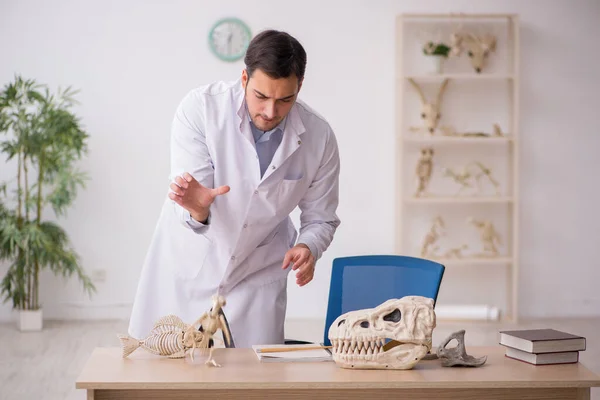 Jovem paleontólogo masculino examinando animais antigos no laboratório — Fotografia de Stock