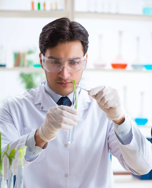 Mannelijke biochemicus werkzaam in het lab op planten — Stockfoto