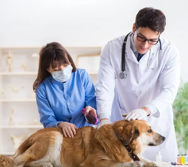 Läkare och assistent kollar upp golden retriever hund i veterinär cli — Stockfoto