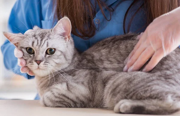 Gato siendo examinado en clínica veterinaria — Foto de Stock