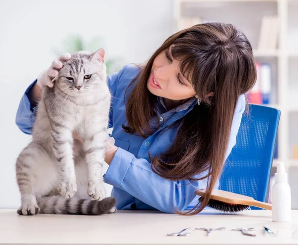 Gato a ser examinado na clínica veterinária — Fotografia de Stock