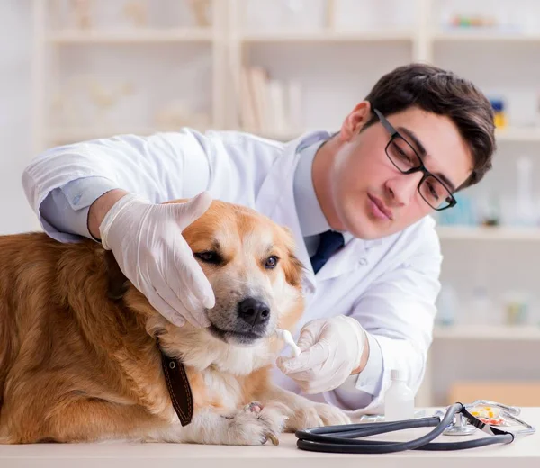 Läkare undersöker golden retriever hund på veterinärkliniken — Stockfoto