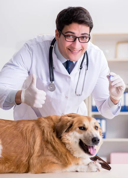 Doctor examinando perro golden retriever en clínica veterinaria — Foto de Stock