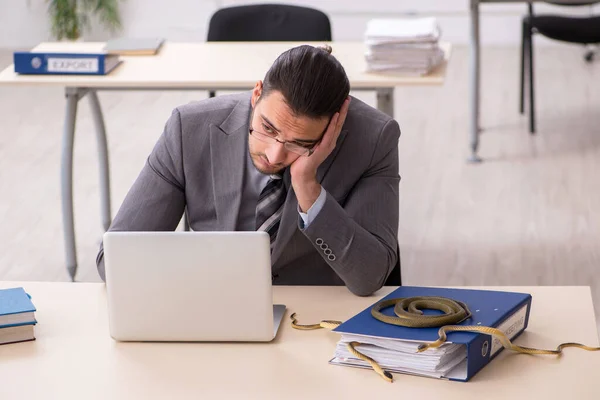 Jeune employé masculin avec un serpent dans le bureau — Photo