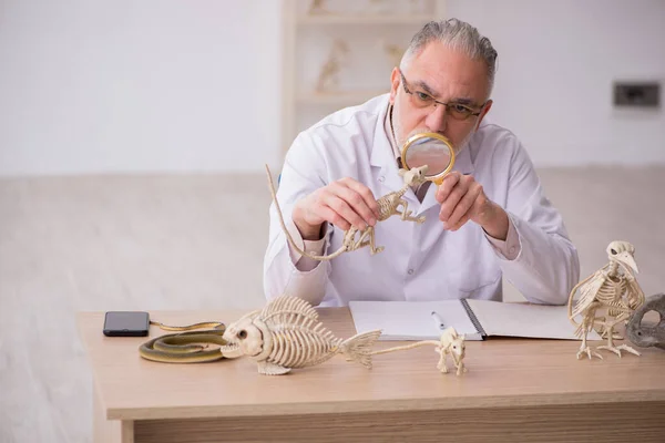 Oude mannelijke paleontoloog onderzoekt oude dieren in het lab — Stockfoto