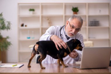 Yaşlı veteriner doktor klinikte köpeği muayene ediyor.