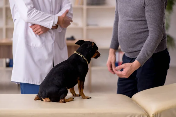 젊은 남성 의사가 병원에서 개를 진찰하고 있다 — 스톡 사진
