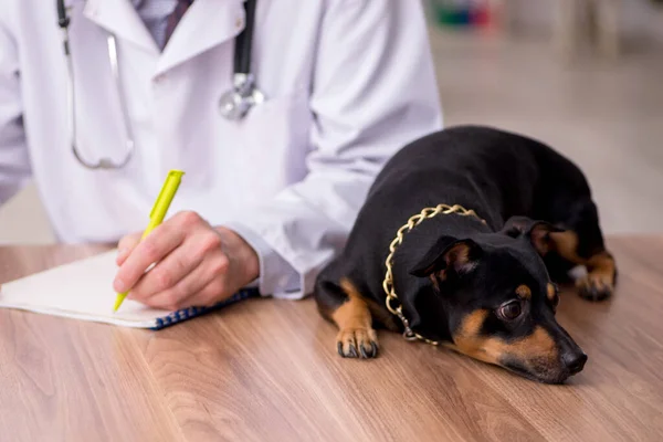 Pria tua dokter hewan memeriksa anjing di klinik — Stok Foto