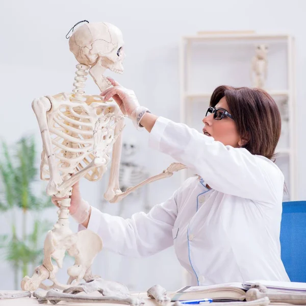 Medico che lavora in laboratorio sullo scheletro — Foto Stock