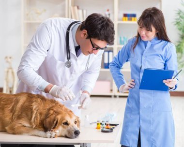 Doktor ve asistan veterinerdeki golden retriever köpeğini kontrol ediyor.
