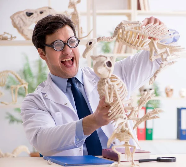 Grappige gekke professor die dierenskeletten bestudeert — Stockfoto