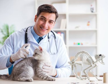 Veteriner hasta kediyi hastanede muayene ediyor.