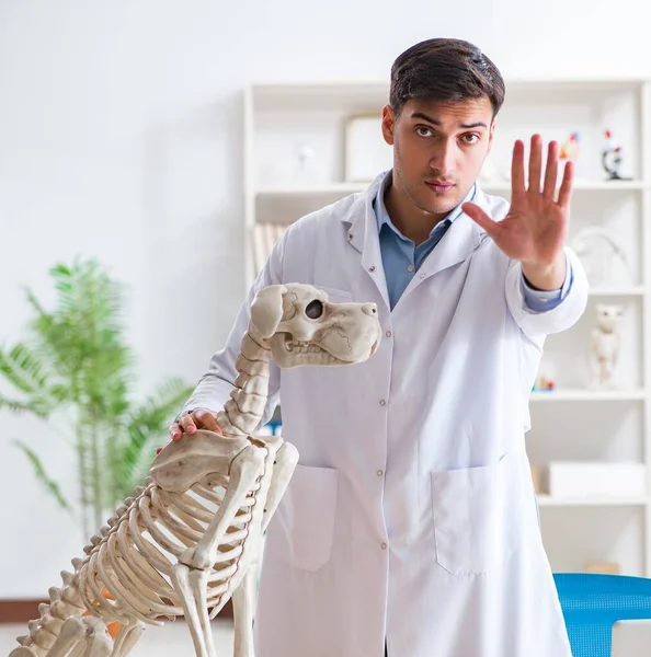 Doctor veterinario practicando en esqueleto de perro — Foto de Stock