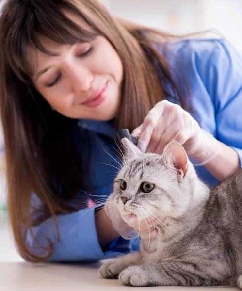Veteriner kliniğinde kedi muayene ediyor. — Stok fotoğraf