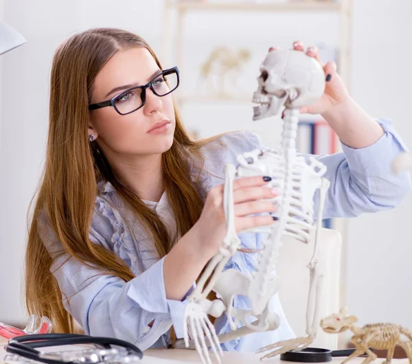 Студент, сидящий в классе и изучающий скелет — стоковое фото