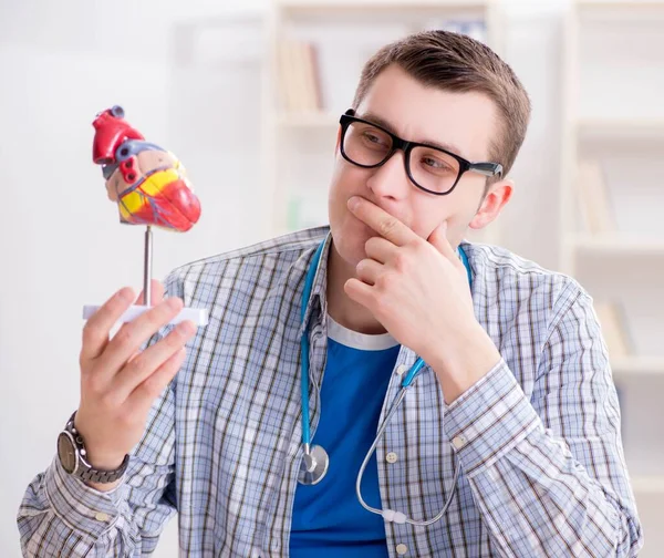 Studente di medicina che studia il cuore in classe durante la lezione — Foto Stock