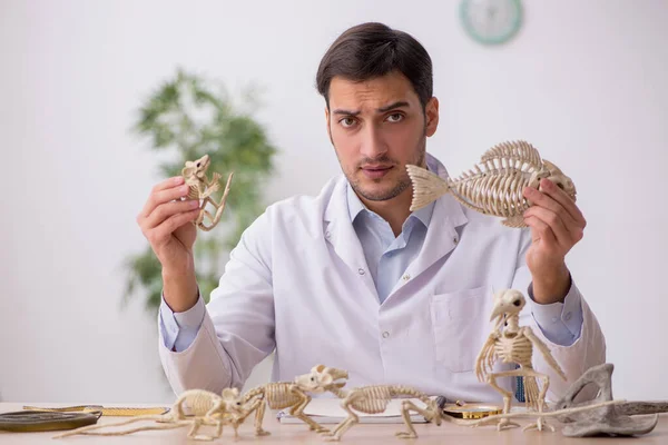 研究室で古代の動物を調べる若い男性古生物学者 — ストック写真