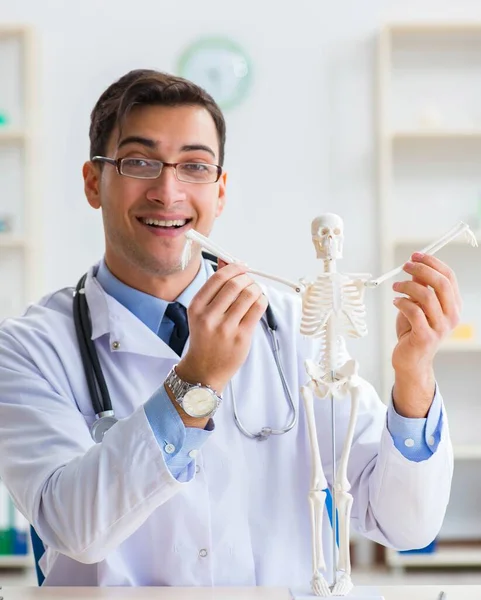Estudante de medicina estudando os ossos do esqueleto — Fotografia de Stock