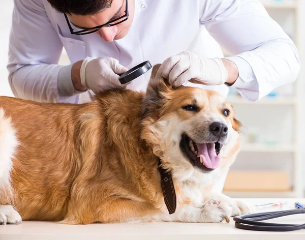 Läkare undersöker golden retriever hund på veterinärkliniken — Stockfoto