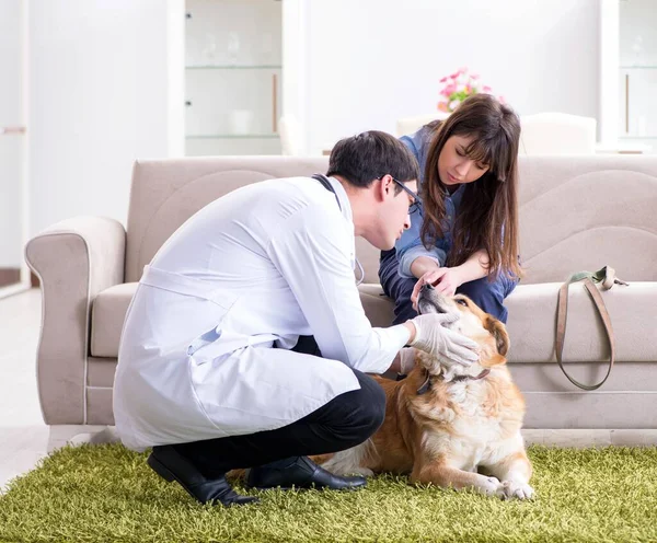 Tierarzt besucht Golden Retriever-Hund zu Hause — Stockfoto