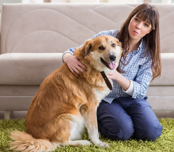 Lycklig kvinna hund ägare hemma med golden retriever — Stockfoto