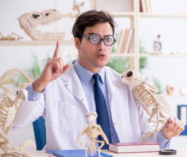 Komik çılgın profesör hayvan iskeletlerini inceliyor.